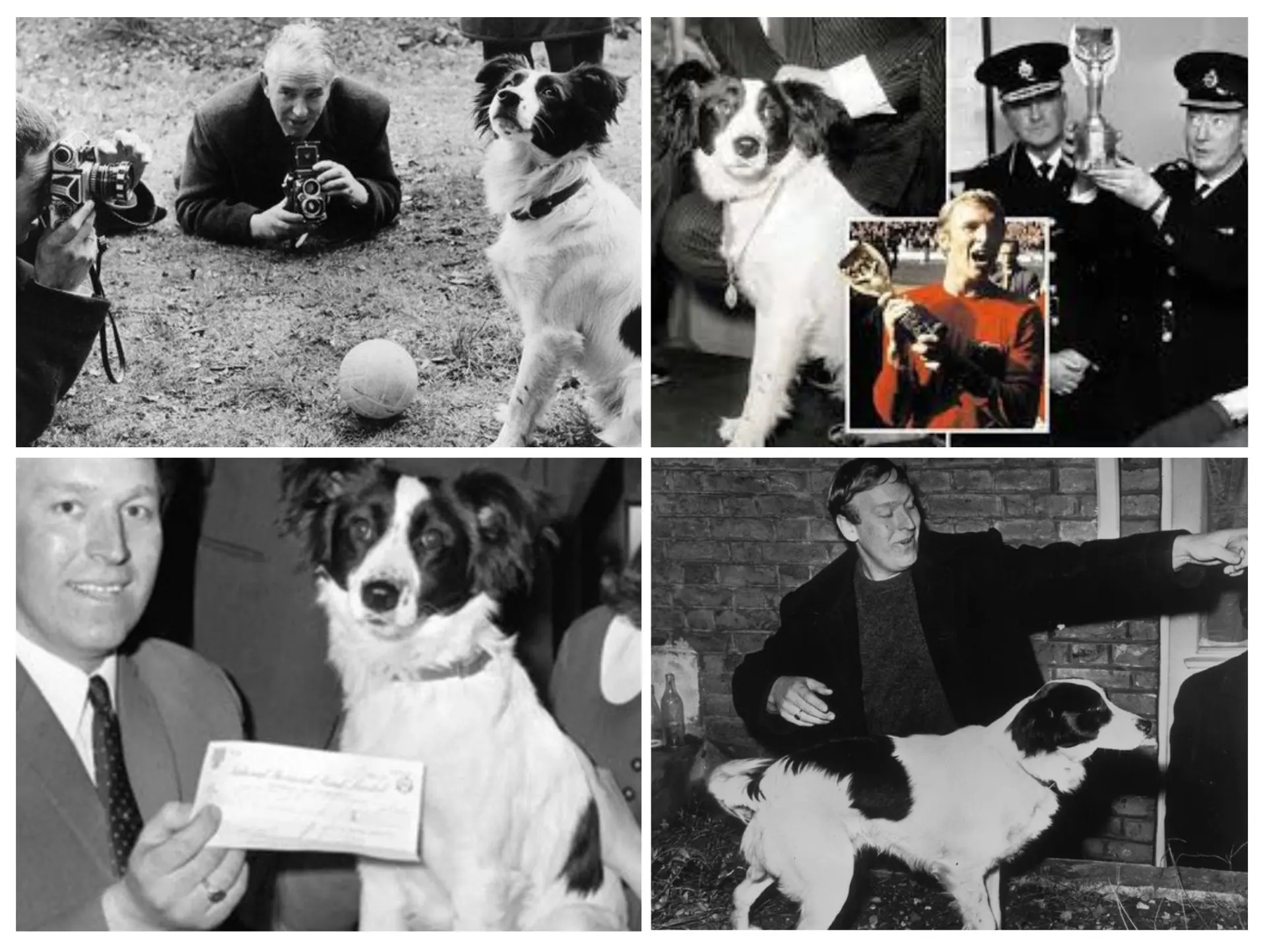 Vụ trộm cúp vàng Jules Rimet (1966 va 1983) 2 Pickles - chú chó cứu tinh của nước anh